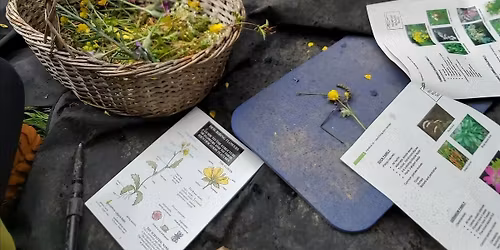 FREE Wild Flower Workshop for 8-12 year olds