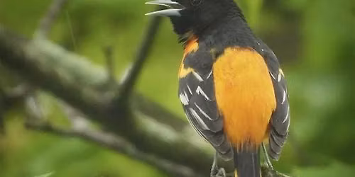 Birds of Duke Farms