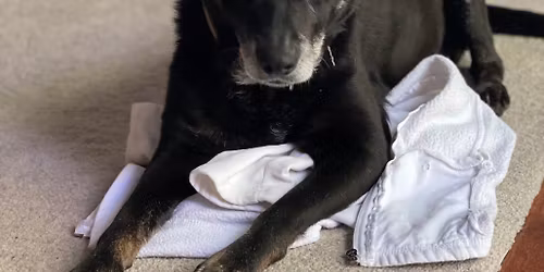 Thankful Fur Adoption Events