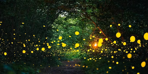 Abendglimmen: Lichtkunst im Wald