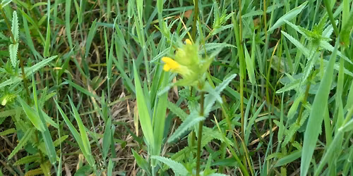 mini meadow work party>HELP local wildife