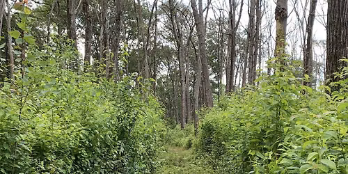 Blackstone Valley NEMBA - Mt. Pisgah Trail Work Day