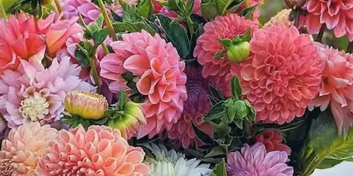 DAHLIAS AFTER DARK -AUGUST 11 | 6:30 PM | FIELD NOTES AT THE COMPTON | BENTONVILLE