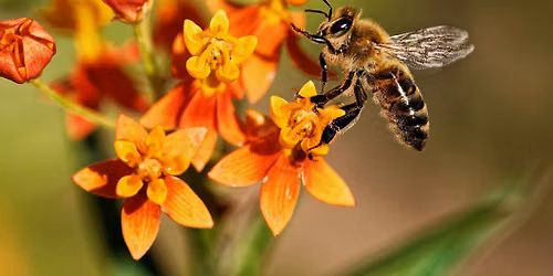 Pollinator Pals Pop-Up Story Time | June Session