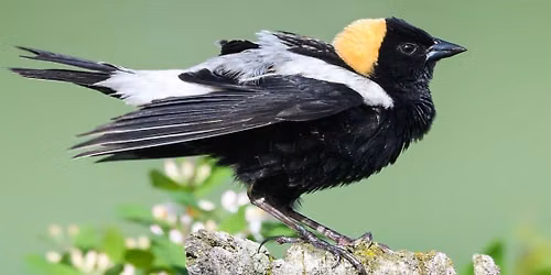 Bird Walk at Barnes Preserve
