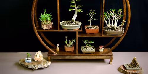 Geelong Bonsai Club Inc Monthly Meeting WORKSHOP