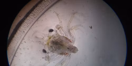 Future of Oceans lecture \u201cDungeness Crab in the Salish Sea: The Power of Collaborative Research\u201d