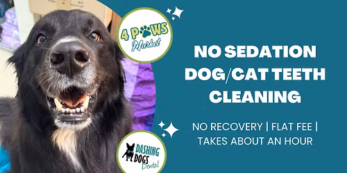 Dog\/Cat Teeth Cleaning - Lake Country