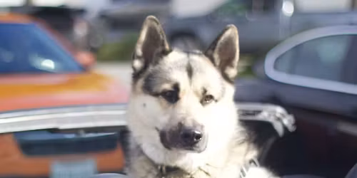 Volunteer Opportunity @ Ace of Hearts Adoption Event