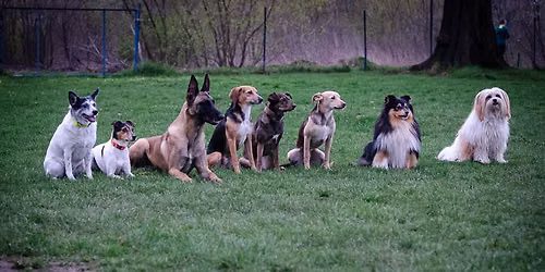 Poho\u010f\u00e1k - 3. ro\u010dn\u00edk neofici\u00e1lnych agility pretekov