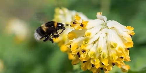 Humlevandring i Botanisk hage