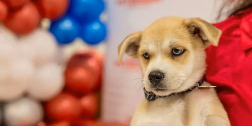 Grand Opening: Meet Your Local Veterinarian Inside PetSmart Port St. Lucie
