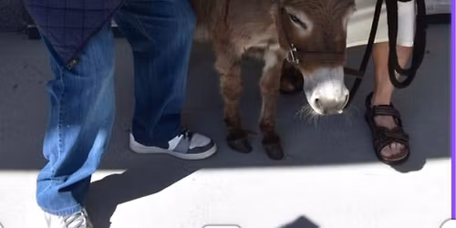 \ud83d\udc10\ud83c\udf3f Family Petting Zoo at City Church \ud83c\udf3f\ud83d\udc10