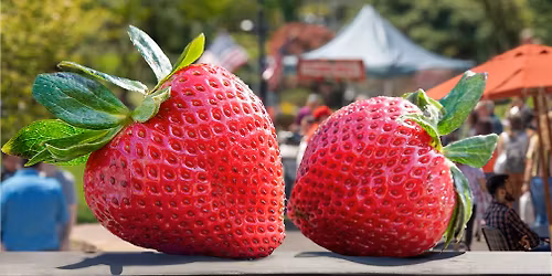 Peddlers Village Strawberry Festival 