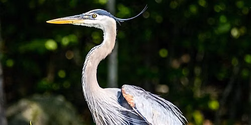 Great Blue Heron | Cheryl Bielli, instructor