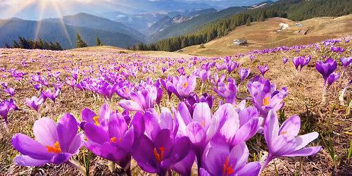 \ud83c\udf38 Weekendowy Trekking po \u015awi\u0119tach \u2013 krokusy + 3 szczyty KGP (Lubomir \u2022 Mogielica \u2022 Turbacz) \ud83c\udf04