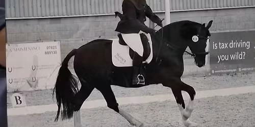 Actual Dressage Competition 