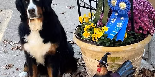 October Obedience Match 