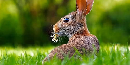 Oster- und Fr\u00fchbl\u00fcherwanderung