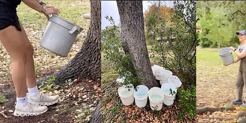 Rainmaking with Trees Masterclass