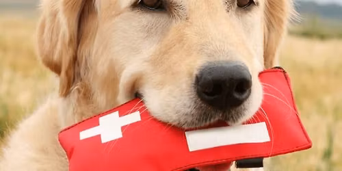 Formation Premiers Secours Canin et F\u00e9lin