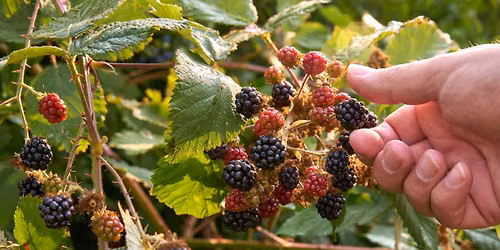 Berry Bash: Ice Cream Hike
