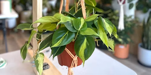 Macrame Plant Hanger Workshop @ Duesterbecks