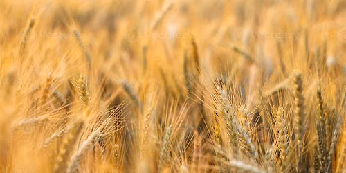 YIELD: Farm Walk at Heath Farms Limited