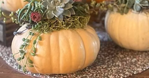 Succulent Pumpkins & Pours