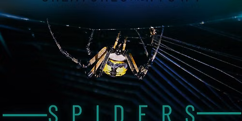 Creatures of the Night: Spiders