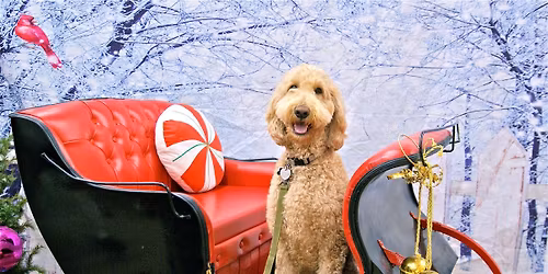 Santa Paws Is Coming to Town \u2013 Holiday Photos with Your Pet!