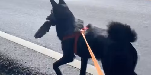 Blodspor for viderekommende 