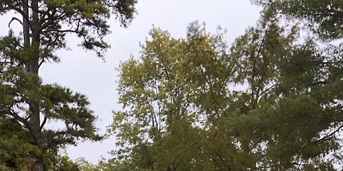 PUMPKIN HUNT -- FREE