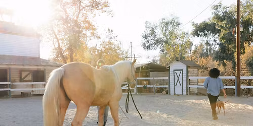 Free Canine Assessment and Palpation Session