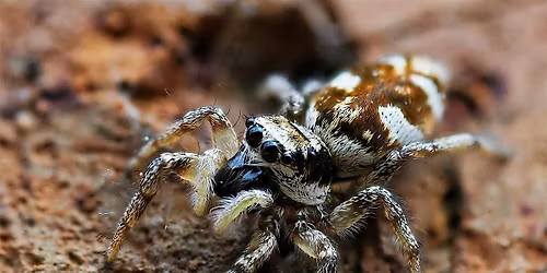 Wild Workshop: Spider Session