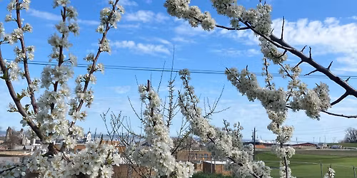 Mother\u2019s Day stroll down Bridge Street & pop up plant sale