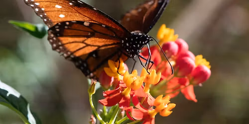 Secret Life of Plants Walk: The Roots of Florida
