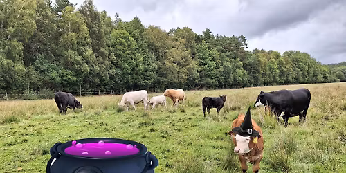 Halloweenfirande p\u00e5 K\u00e4ttilsr\u00f6ds 4H G\u00e5rd