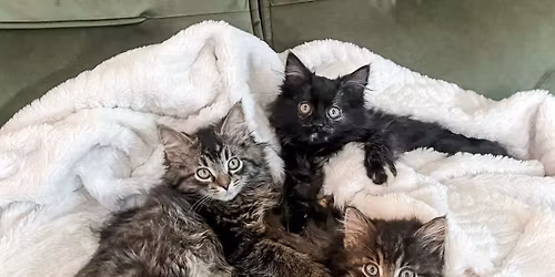 PetSmart 1st Saturday of the month