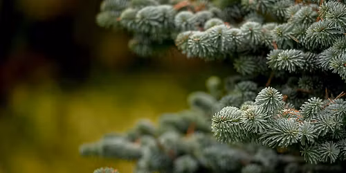 Conifer Identification for Beginners 