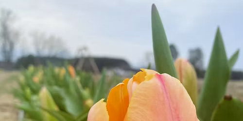 Grand Opening of U-Pick Tulips