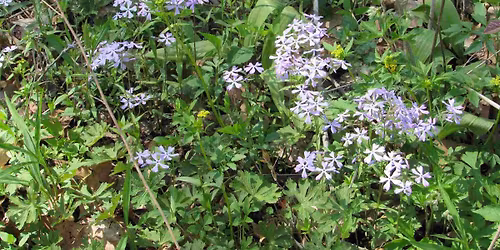 Drop-by: City Nature Challenge