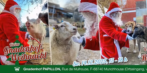 Kleine Gnadenhof-Weihnacht 2025