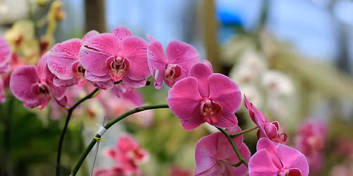 Orchid Show & Sale
