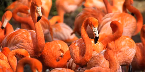 \u012esp\u016bdingasis Rygos senamiestis ir spalvingasis zoologijos sodas 2026.06.20