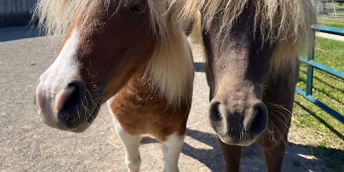 101st Annual Pony Swim Week