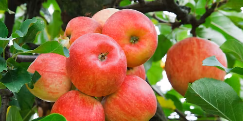 F&D Peninsula Community Grafting \/\/ F&D Injerto comunitario en la pen\u00ednsula