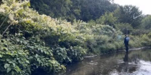 Muskegon County\u2019s Invasive Species