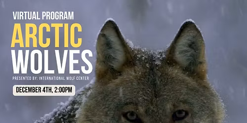 Arctic Wolves