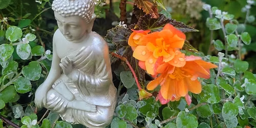 the fall hive\ud83c\udf42 + Intro to Indoor Bonsai Workshop